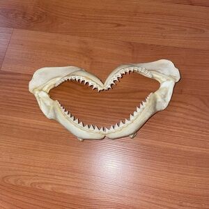 Vintage Taxidermy Shark Mouth Jaws Shark Teeth collectible
